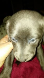 Lab puppies for sale