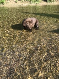 Chocolate lab puppies for sale