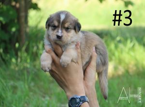 Lab Shepherd mix puppies