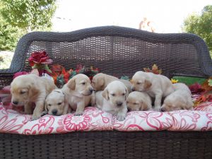 AKC Lab/Labrador puppies- champion hunting lines