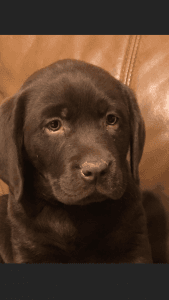 Akc labrador puppies