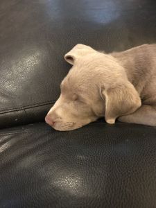 Labs silver and chocolate