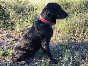 Yellow and Black Labrador Pups Available Now