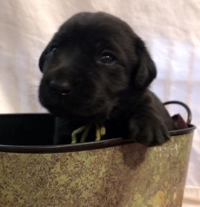 AKC Labrador Retrivers