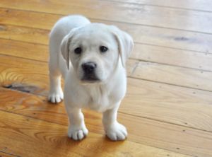 Yellow and Black Labrador Puppies