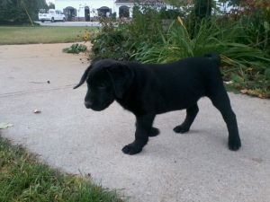 Health Labrador Retriever puppies
