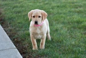 AKC Labrador Retriever Puppies Ready