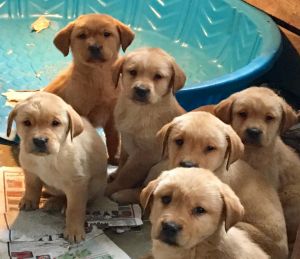 ( *** Outstanding AKC Labrador Retriever Puppies