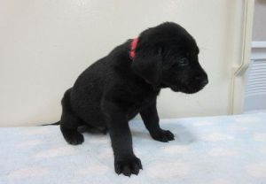 AKC Labrador Retriever puppies.