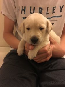 AKC Yellow Lab Puppies