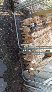 4 male Yellow Lab pups