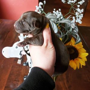 AKC REGISTERED LABRADOR RETRIEVER PUPPIES