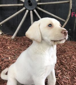 AKC Labrador Retrievers