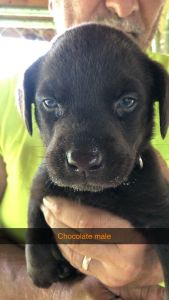 Akc lab puppies