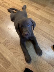 Labs for sale