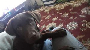 Chocolate Labrador