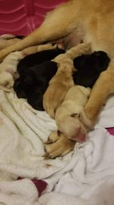 AKC Lab puppies