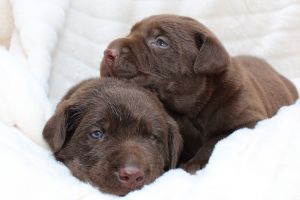AKC CHOCOLATE LABS
