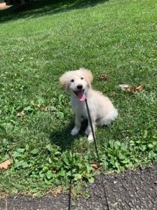 LEO - Golden/Lab Mix Puppy