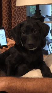 Beautiful AKC Labrador Retriever Puppies