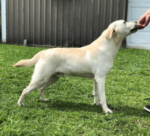 Light yellow male 15 month old Labrador Retriever