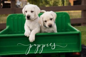 AKC Labrador Retriever Puppies