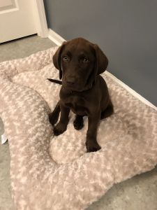 Chocolate lab