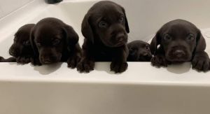 Chocolate Pure Labrador AKC 5 weeks old