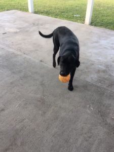 Black Lab for sale