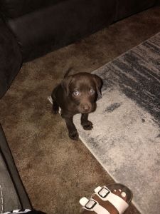 Chocolate Lab puppy