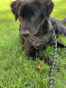 10 month old puppy for sale