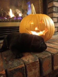 Labrador retriever puppy AKC