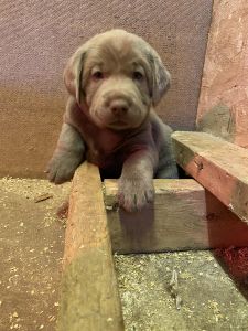 Adorable silver Labrador puppies
