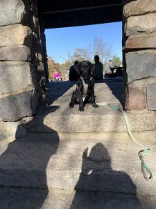 Rejoining Labrador puppy