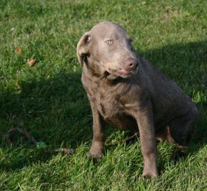 AKC SILVER LAB