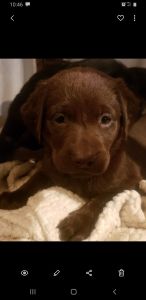 Akc registered lab puppies