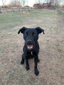 1 year old lab mix-REX