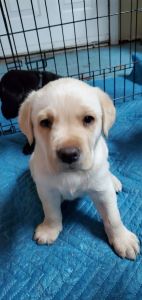 CHAMPION BLOOD LINE Labrador Retriever Puppies