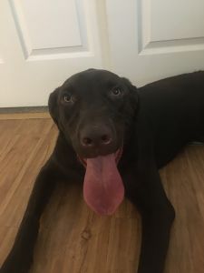 Chocolate brown English Labrador