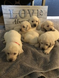 AKC registered American Labrador