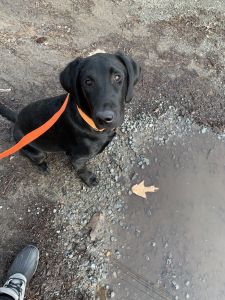 Full breed black lab