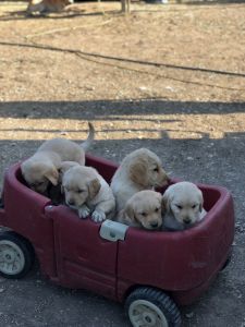 Puppies for sale