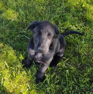 Black Labrador Puppies