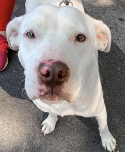 Female Labrador Retriever for adoption