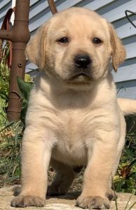 Adorable male and female Labrador Retriever pups for sale