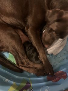Beautiful Black Labs