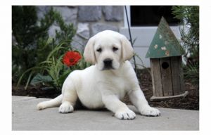 Labrador retrievers