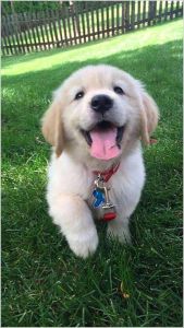 Selling Labrador Retriever