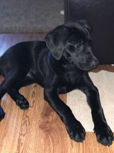 Labrador 5 month old puppy