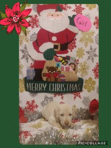 AKC Registered Lab Pups